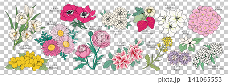 様々な花のグラフィック素材(シンビジウム、ミムラス、アネモネ、マーガレット、ラナンキュラス、イベリス 様々な花のグラフィック素材(シンビジウム、ミムラス、アネモネ、マーガレット、ラナンキュラス、イベリス 141065553