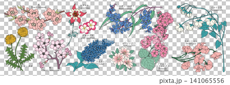 様々な花のグラフィック素材(桃、タンポポ、桜、オダマキ、クモマグサ、ライラック、ハーデンベルギア、レ 様々な花のグラフィック素材(桃、タンポポ、桜、オダマキ、クモマグサ、ライラック、ハーデンベルギア、レ 141065556