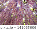 美しい満開の藤の花 141065606