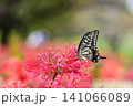 赤い彼岸花の蜜を吸うアゲハチョウ 141066089