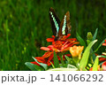 ジニアの花の密を吸い来たアオスジアゲハ 141066292