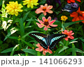 花の蜜を吸うアオスジアゲハ 141066293