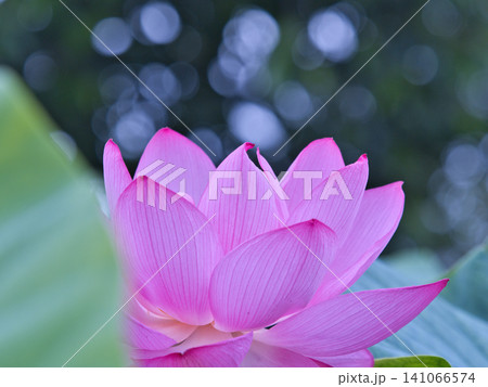 美しい蓮の花 美しい蓮の花 141066574