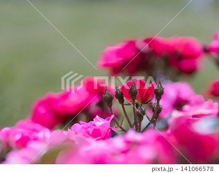 ピンク色の薔薇の花 141066578
