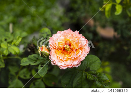 Augusta Luise Rose Blooming In A Sunny Garden 141066586