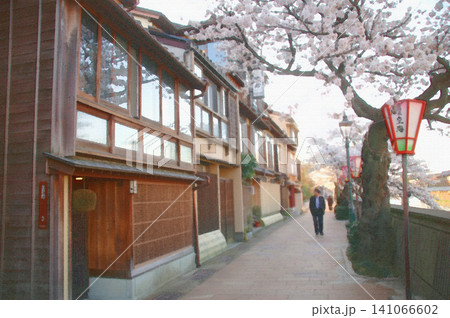 伝統的な格子戸の茶屋街を優しく照らす灯籠と美しく咲き誇る桜の並木 伝統的な格子戸の茶屋街を優しく照らす灯籠と美しく咲き誇る桜の並木 141066602