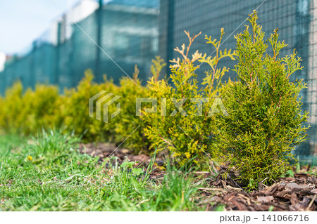 Young Thuja Plants Growing in a Row Along a Garden Fence in a Sunny Residential Backyard Area Young Thuja Plants Growing in a Row Along a Garden Fence in a Sunny Residential Backyard Area 141066716