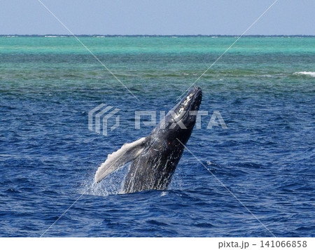 沖縄の海で遊ぶ子供ザトウクジラ ジャンプの瞬間 141066858