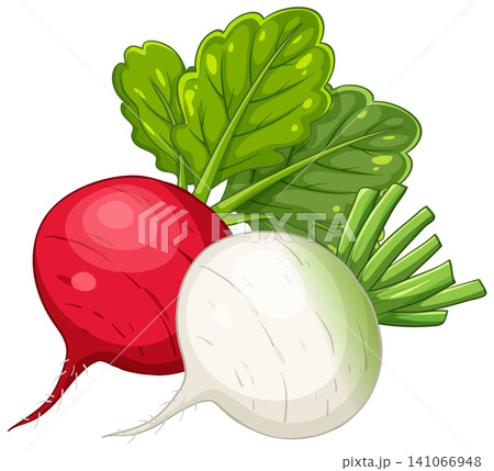 Vector Illustration of Red Beetroot and White Radish with Green Leaves Vector Illustration of Red Beetroot and White Radish with Green Leaves 141066948