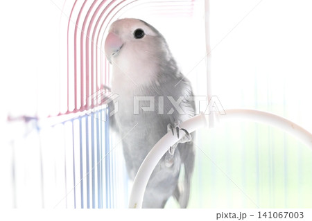 ケージと吊り輪の板挟みコザクラインコ ケージと吊り輪の板挟みコザクラインコ 141067003