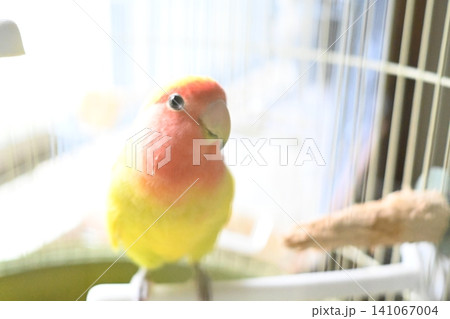 透明感が爆発するコザクラインコ 透明感が爆発するコザクラインコ 141067004