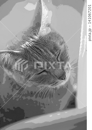 スケッチ風 猫 ネコ ねこ キジトラ グレー 雌 メス 雌ねこ 雌ネコ 元気 かわいい 癒し スケッチ風 猫 ネコ ねこ キジトラ グレー 雌 メス 雌ねこ 雌ネコ 元気 かわいい 癒し 141067201
