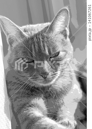 スケッチ風 猫 ネコ ねこ キジトラ グレー 雌 メス 雌ねこ 雌ネコ 元気 かわいい 癒し スケッチ風 猫 ネコ ねこ キジトラ グレー 雌 メス 雌ねこ 雌ネコ 元気 かわいい 癒し 141067261