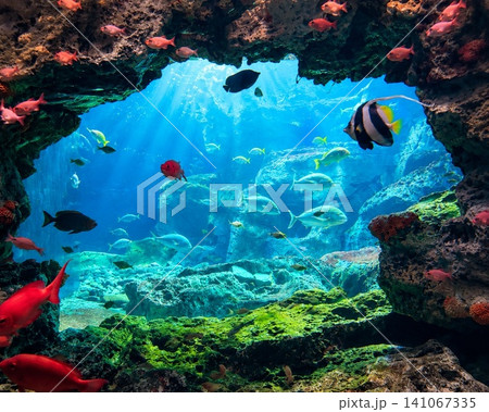 岩のアーチ越しに広がる幻想的な水族館の海中風景と熱帯魚 141067335