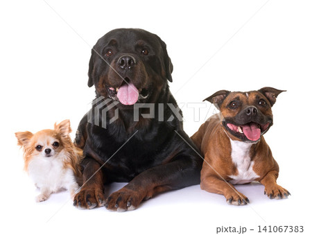 staffordshire bull terrier, chihuahua and rottweiler staffordshire bull terrier, chihuahua and rottweiler 141067383