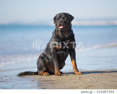 rottweiler and beach 141067384