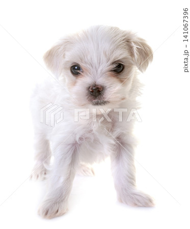 Bichon Frise in studio Bichon Frise in studio 141067396