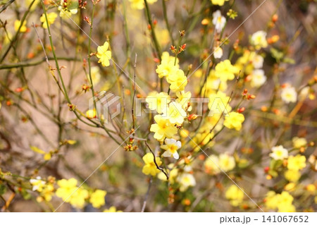 柔らか 迎春花 オウバイの花 柔らか 迎春花 オウバイの花 141067652