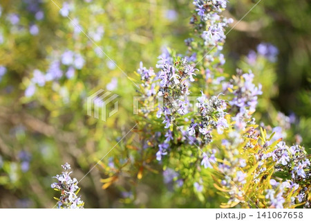爽やか ローズマリーの花 爽やか ローズマリーの花 141067658