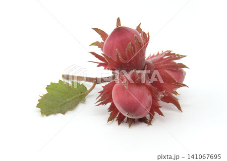 Cluster of ripe red hazelnuts with a single green leaf on a white background 141067695