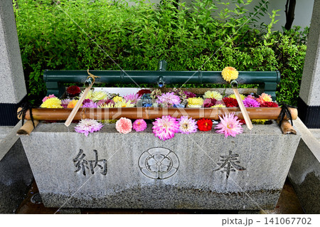 宝塚市 伊和志津神社 花浮かべ 宝塚市 伊和志津神社 花浮かべ 141067702
