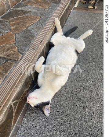 バンコクのへそてん野良猫 バンコクのへそてん野良猫 141067715