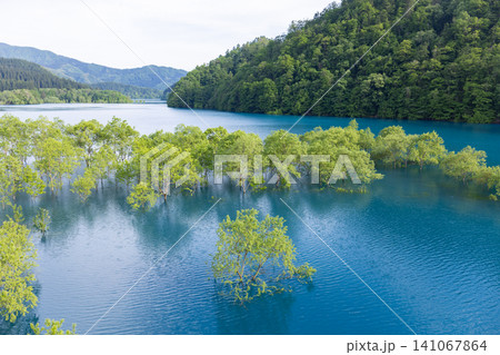 秋田県秋扇湖に広がる幻想的な水没林 秋田県秋扇湖に広がる幻想的な水没林 141067864