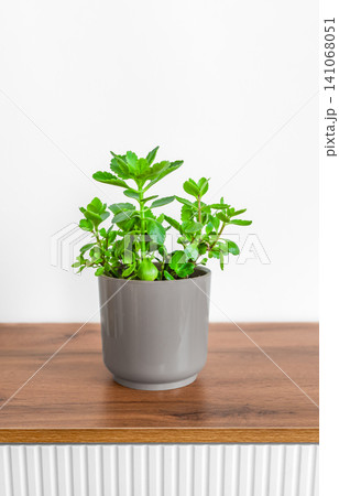 Small green potted plant on a wooden table against a white wall 141068051