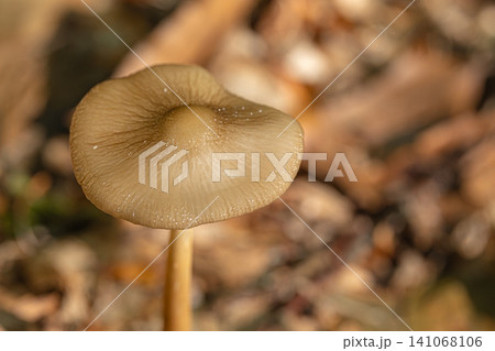 High-angle macro photograph of a smooth brown mushroom cap against a blurred autumn ground 141068106