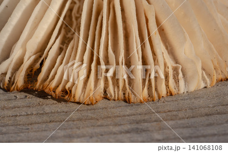 Abstract full-frame macro view focusing on the intricate linear pattern of wild mushroom gills Abstract full-frame macro view focusing on the intricate linear pattern of wild mushroom gills 141068108