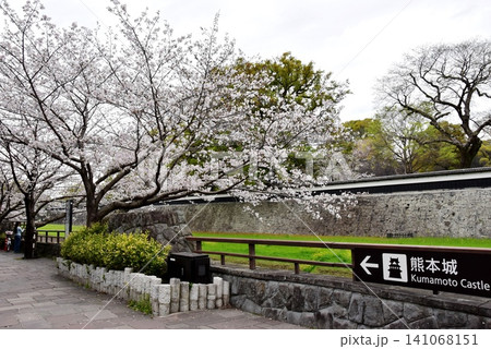 熊本県 熊本城の長塀と坪井川と満開桜 熊本県 熊本城の長塀と坪井川と満開桜 141068151