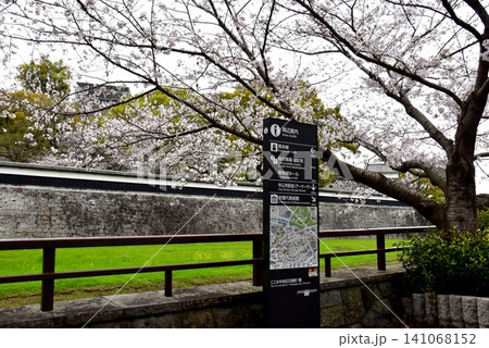 熊本県 熊本城の長塀と坪井川と満開桜と観光案内板 熊本県 熊本城の長塀と坪井川と満開桜と観光案内板 141068152