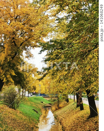 A golden autumn alley along a canal or stream in a park A golden autumn alley along a canal or stream in a park 141068249