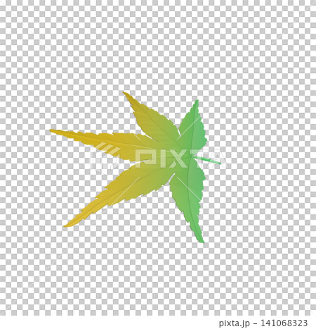 透明背景上的綠色楓葉開始變色。 141068323