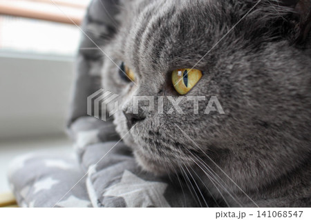 Close up of blue british cat looking out window while lying in blanket Close up of blue british cat looking out window while lying in blanket 141068547