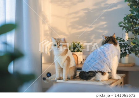 pet care concept with cat wear cloth and play with owner in living room 141068672