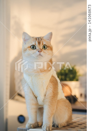 pet care concept with cat wear cloth and play with owner in living room 141068673