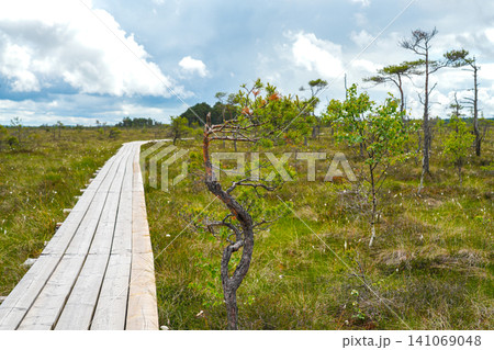 Wooden Boardwalk Through Dunika Bog in Latvia with Twisted Pine and Summer Wetland Landscape View 141069048