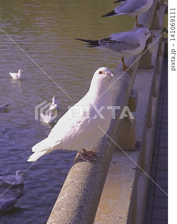 純白の鳩 純白の鳩 141069111