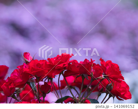 赤い薔薇の花 赤い薔薇の花 141069152