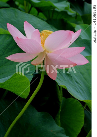 蓮の花のある風景 蓮の花のある風景 141069298