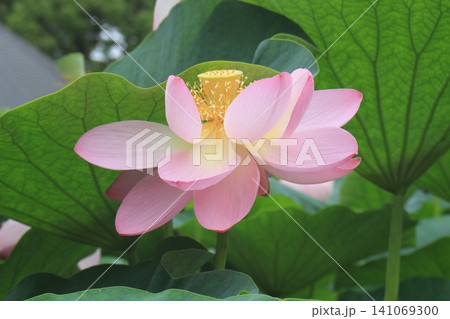 開花した蓮の花 141069300