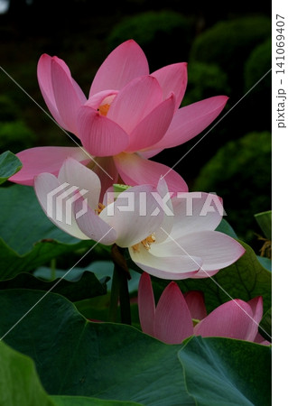 蓮の花のある風景 蓮の花のある風景 141069407