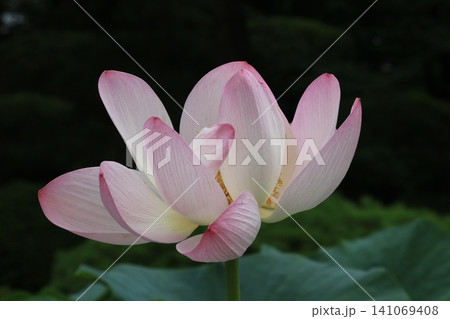 蓮の花、清浄なる花 蓮の花、清浄なる花 141069408