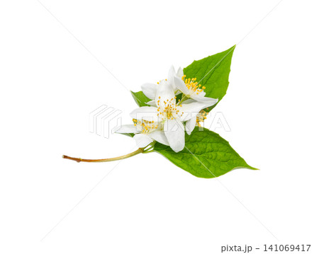 Jasmine Flowers with leaves. Twig of flowering jasmine. Jasmine Flowers with leaves. Twig of flowering jasmine. 141069417