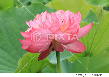 八重のハスの花 八重のハスの花 141069455