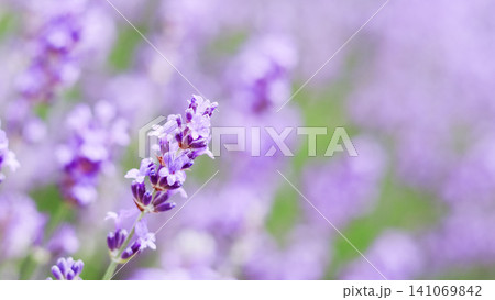 Lavender flower blooming in a soft light, illustrating nature's beauty, aromatherapy, and a tranquil summer garden Lavender flower blooming in a soft light, illustrating nature's beauty, aromatherapy, and a tranquil summer garden 141069842