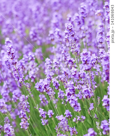 Lavender flowers blooming in field, creating a vibrant purple background for aromatherapy, relaxation, and provence beauty Lavender flowers blooming in field, creating a vibrant purple background for aromatherapy, relaxation, and provence beauty 141069843