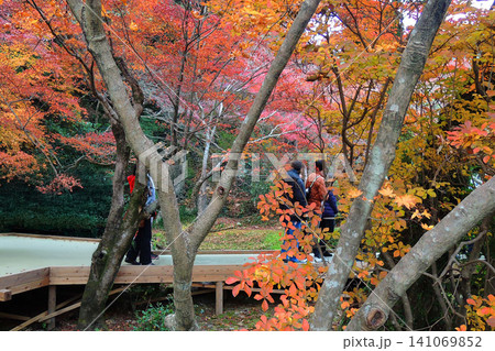 九年庵紅葉 九年庵紅葉 141069852