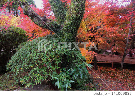 九年庵紅葉 九年庵紅葉 141069853